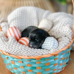 Australian Shepherd Puppies from Ember Aussies NJ/NY/PA