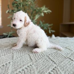 Kathani - Parti female Goldendoodle puppy in Barstow, California from Golden Desert Doodles