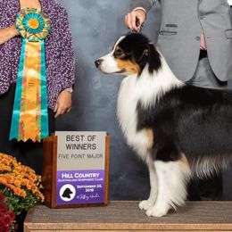 Australian Shepherds and Russell Terriers from Impact Aussies