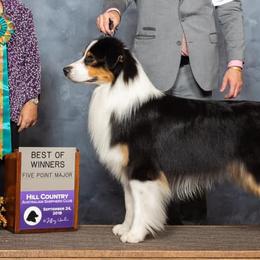 Australian Shepherds and Russell Terriers from Impact Aussies