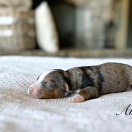 Albert - Merle male Bernedoodle puppy in Salina, Oklahoma from Hudson Shore Bernedoodles