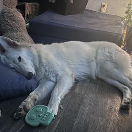 Freyja - German Shepherd