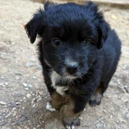 Griffin - Black tri male Toy Australian Shepherd puppy in Fairview, Tennessee from Hoffman Forest Acres LLC