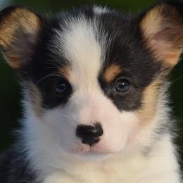 Boston Terriers, French Bulldogs, Golden Retrievers, Labrador Retrievers, and Pembroke Welsh Corgis from Trigger Time Kennels