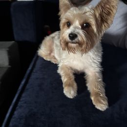 Mayah - Blue and gold female Yorkshire Terrier puppy in Pikeville, North Carolina from A Yorkie’s World