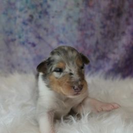 Collie Puppies from Otter Point Collies