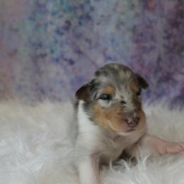 Collie Puppies from Otter Point Collies