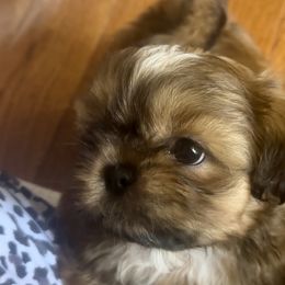 Louis - Tricolor Shih Tzu puppy in Frederick, Maryland from Shih Tzu Puppy in Maryland
