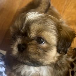 Louis - Tricolor Shih Tzu puppy in Frederick, Maryland from Shih Tzu Puppy in Maryland