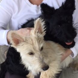 Scottish Terriers from Sedona Scottish Terriers