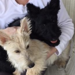 Scottish Terriers from Sedona Scottish Terriers