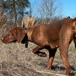 Remy - Vizsla