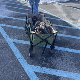 Boerboel and Cane Corso Puppies from DeCola’s Mastiff Paws