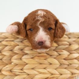 Bernedoodle, Cavapoo, Goldendoodle, and Poodle Puppies from Wasatch Pup