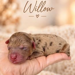 Willow - Chocolate merle female Bernedoodle puppy in Erda, Utah from Country Lane Doodles