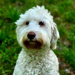 Andromeda  - Australian Labradoodle