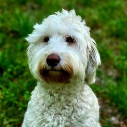Andromeda  - Australian Labradoodle