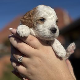 Girl 2 - Blenheim female Cavapoo puppy in Ivins, Utah from Taylia's Cavapoos
