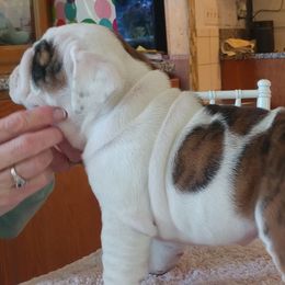  Puppies from Saint Brides Bulldog