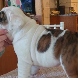  Puppies from Saint Brides Bulldog
