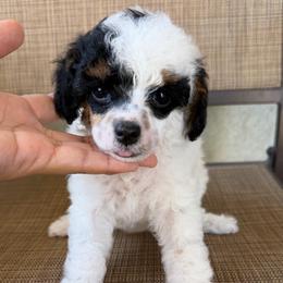 Chloe - Parti female Poodle puppy in Lathrop, California from Stellar Poodles