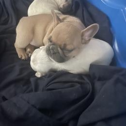 French Bulldog Puppies from Debruyn Bulldogs