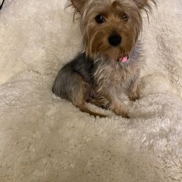 Potatoe - Yorkshire Terrier