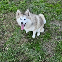 Rose - Tri-color female Pomsky puppy in West Sacramento, California from Northern Cali Pomskies