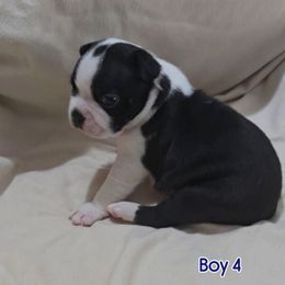Boy 4 - Black and white male Boston Terrier puppy in Clinton Township, Michigan from Greenberg's Boston Terriers & Bullies of Metro Detroit