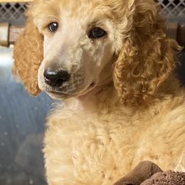 Poodle Puppies from Tails Up Standard Poodles