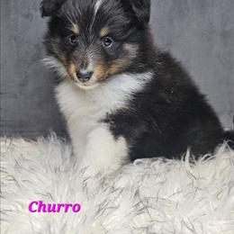 Churro - Black white and tan female Shetland Sheepdog puppy in Leesburg, Ohio from Fawn Lane Shetland Sheepdogs