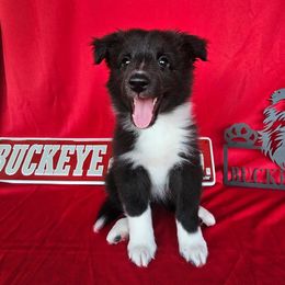 Lil girl - Black and white female Shetland Sheepdog puppy in Germantown, Ohio from Buckeye Shelties