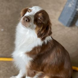 mia - Miniature Australian Shepherd