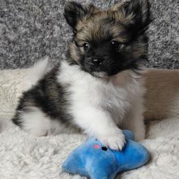 Spotty - Black parti male Pomeranian puppy in Linwood, North Carolina from MJ's Pomeranians