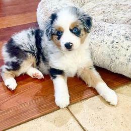 Fleur - Blue merle female Miniature American Shepherd puppy in Scotland, Connecticut from Greenwood Acres Kennel