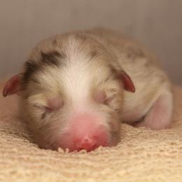 Daisy - Red merle female Australian Shepherd puppy in Star City, Arkansas from Blush & Lace Aussie Co.