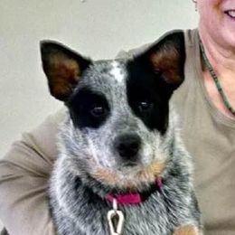 Maggie - Australian Cattle Dog