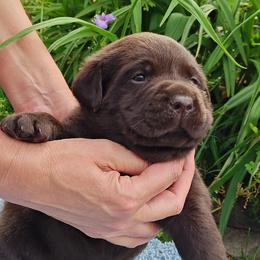 Labrador Retriever Puppies from Creek's Edge Labradors