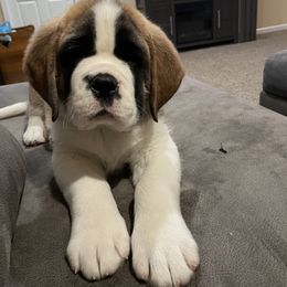 Saint Bernard Puppies from Steel City Saints