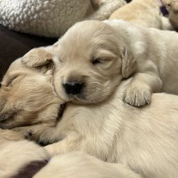 Golden Retriever and Labrador Retriever Puppies from Storm Chasers Retrievers