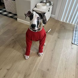 Great Dane Puppies from Phoenix Family Danes