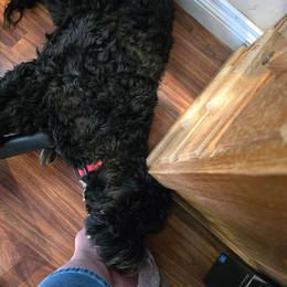 Regis - Black male Australian Labradoodle puppy in Billings, Montana from Doodle Around