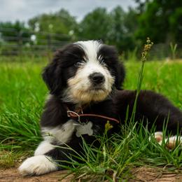 Aussiedoodles from Madison Nelson