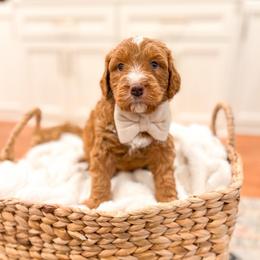 Schroder - Red male Bernedoodle puppy in Sulphur, Louisiana from Curly Q’s Of Carlyss