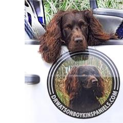Boykin Spaniels from DrWatson Boykin Spaniels