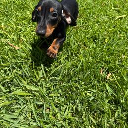 Ella - Black and tan female Dachshund puppy in Anaheim, California from SoCal Mini Dachshunds