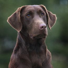 Sister - Labrador Retriever