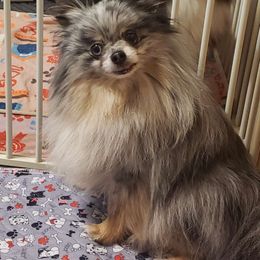 Phoenix - Pomeranian