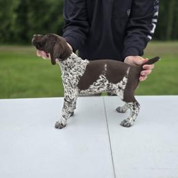 German Shorthaired Pointer Puppies from Lauren Walton