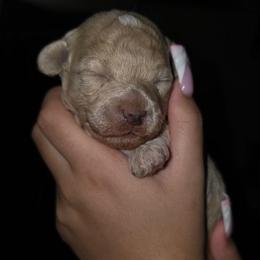 Theo - Champagne male Maltipoo puppy in Cottageville, South Carolina from Mandy's Yorkie's , Yorkiepoo's & Maltipoo's